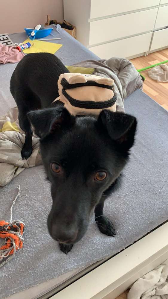 Hundetreffen-Gassirunde in Pforzheim und Umgebung-Profilbild