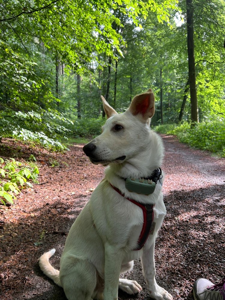 Hundetreffen-Bester Freund/in gesucht 🐶-Profilbild