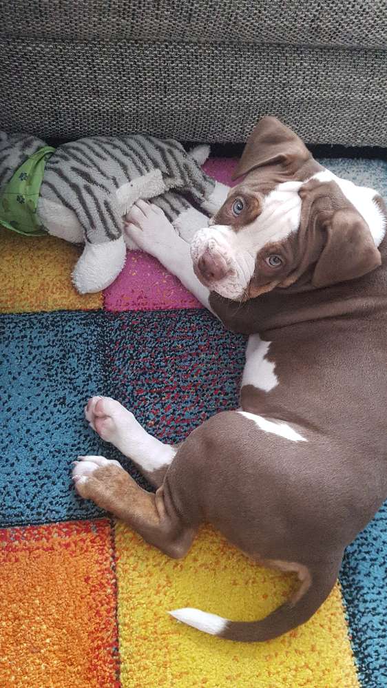 Hundetreffen-Welpentreffen/Junghunde-Profilbild