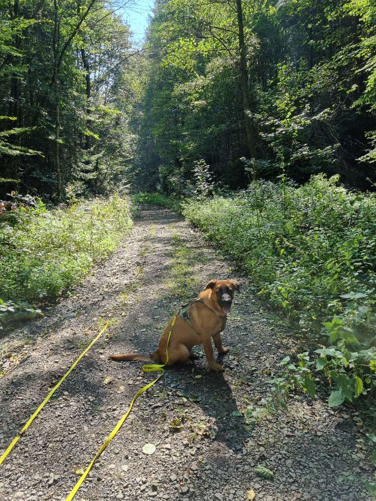 Hundetreffen-Hunderunde Frankenholz-Profilbild