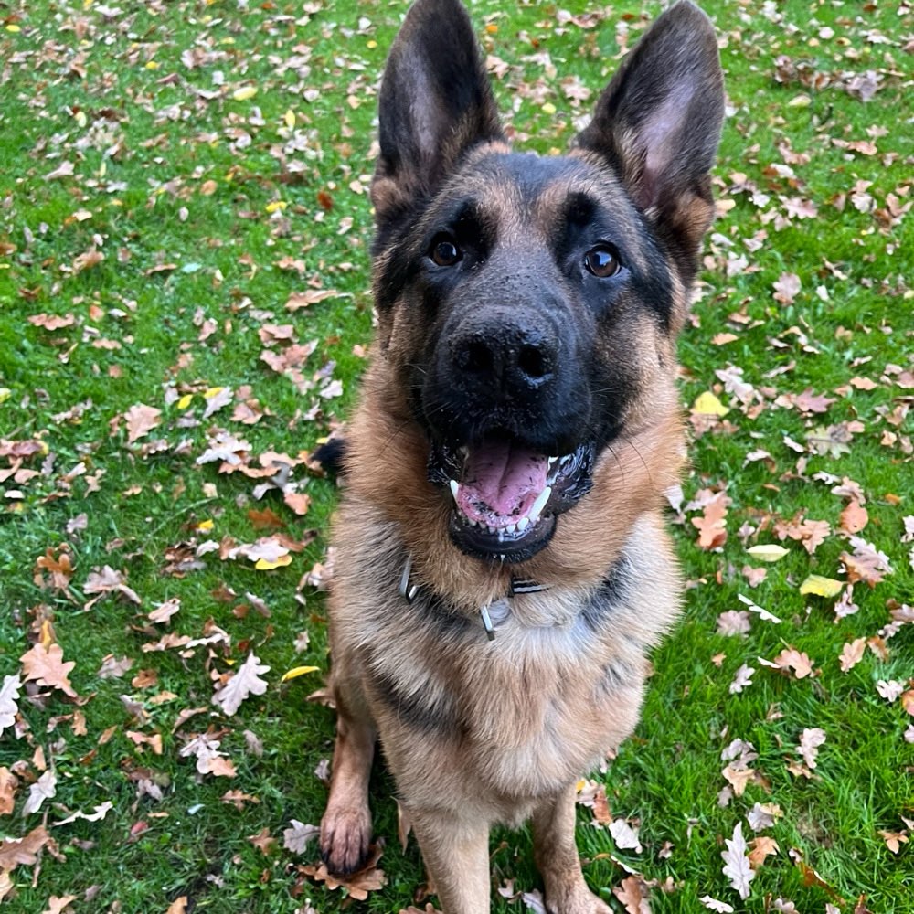 Hundetreffen-Buddy sucht Freunde zum spielen-Profilbild