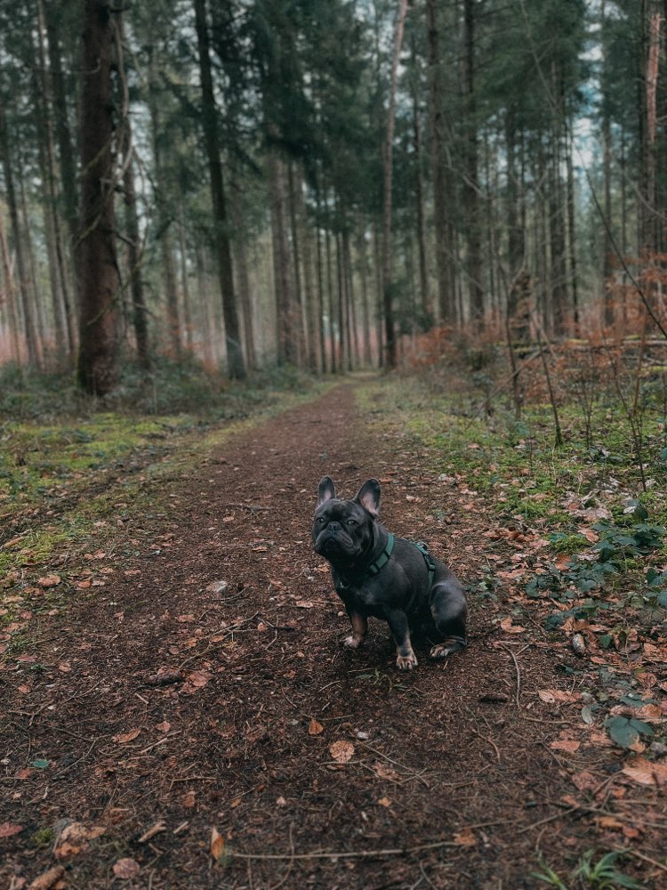 Hundetreffen-Spiel & Gassipartner gesucht-Profilbild
