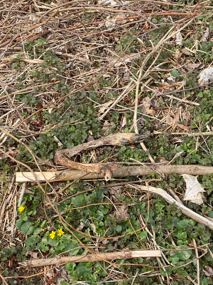 Giftköder-Rehfuß-Profilbild