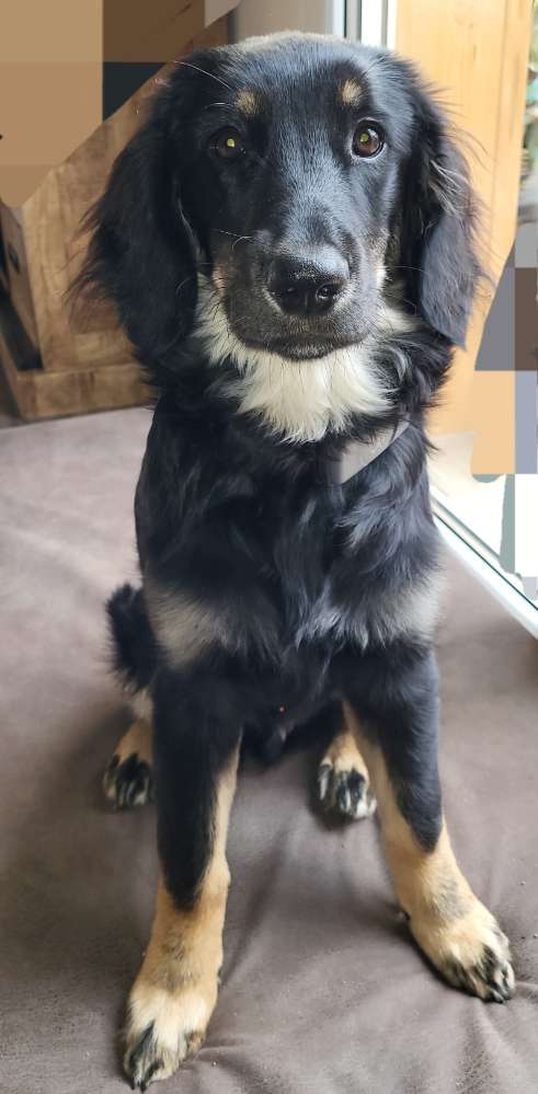 Hundetreffen-Treffen zum gemeinsamen Spaziergang-Profilbild