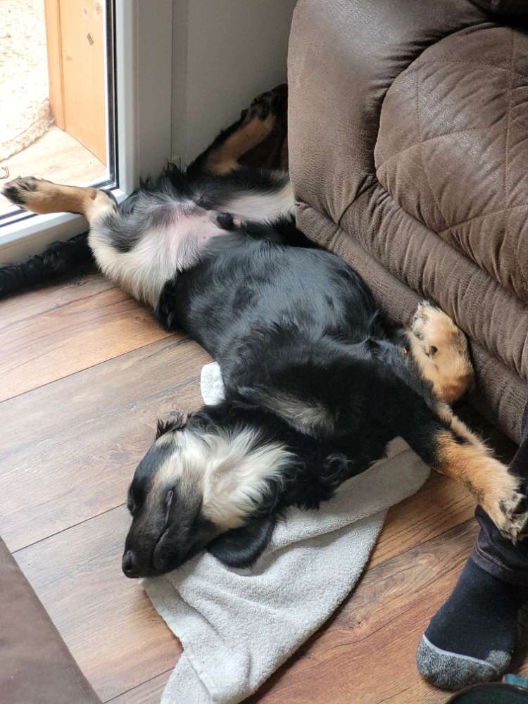 Hundetreffen-Gassitreffen in Elsdorf-Profilbild