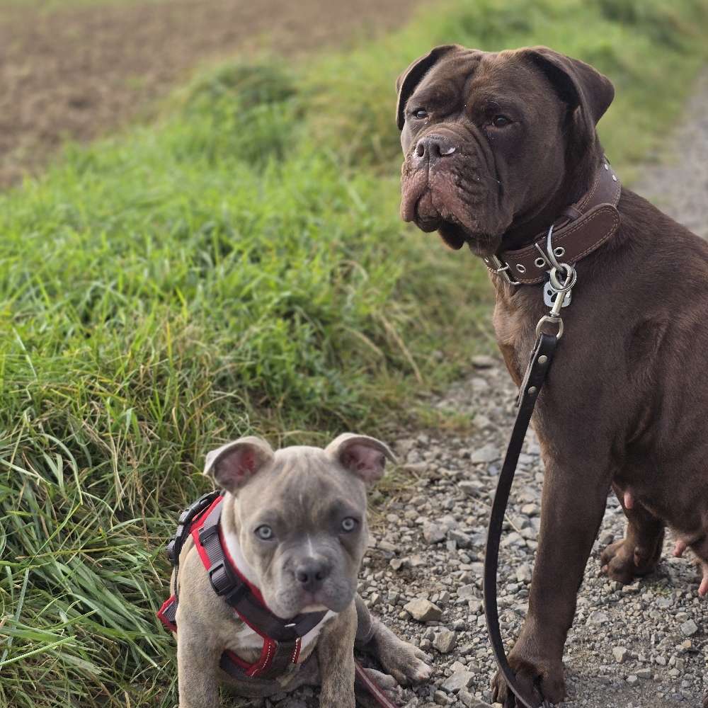 Hundetreffen-Verträgliche hunde in münstermaifeld gesucht-Profilbild