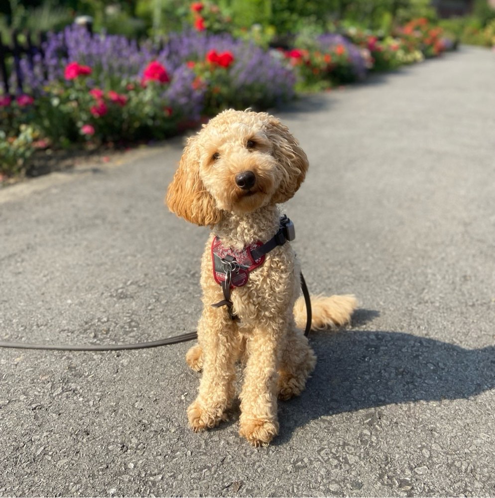 Hundetreffen-Souveräne ruhige Hunde gesucht-Profilbild