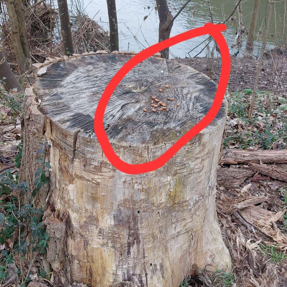 Giftköder-Ausgelegtes Trockenfutter-Profilbild