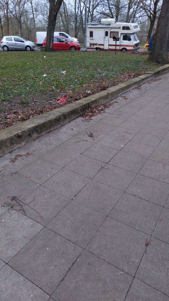 Giftköder-Tote Ratte auf Gehweg-Profilbild