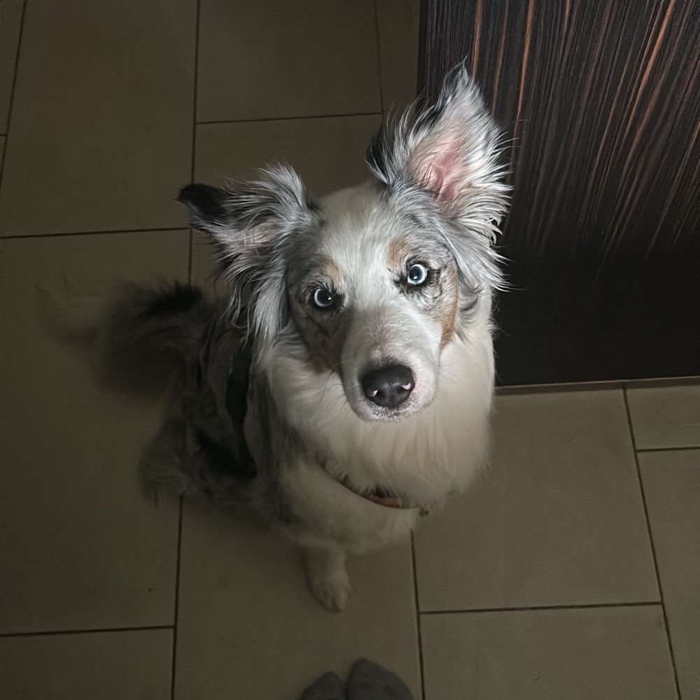 Hundetreffen-Social Walk Mariendorf-Profilbild