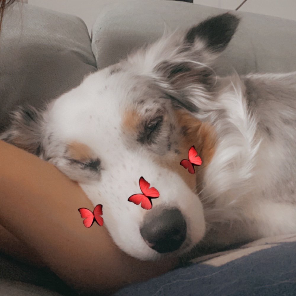 Hundetreffen-Social Walk-Profilbild