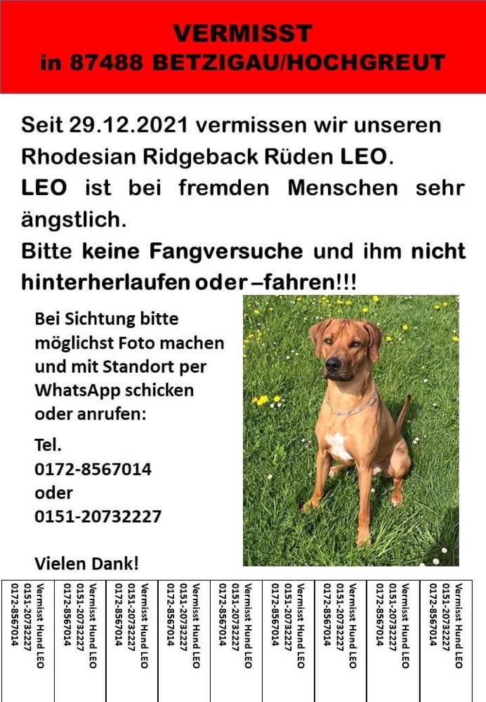 Suchmeldung-Leo-Profilbild