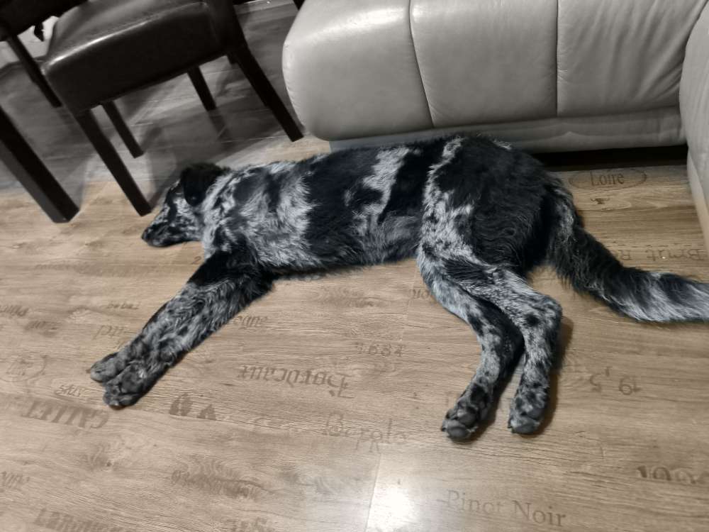 Hundetreffen-Just for fun-Profilbild