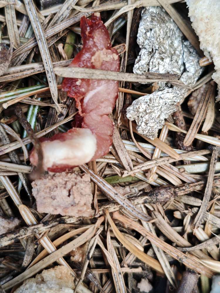 Giftköder-Giftköder-Profilbild