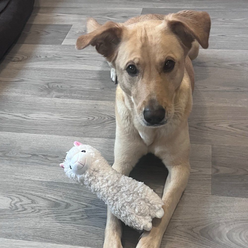 Hundetreffen-Spaziergang-Profilbild