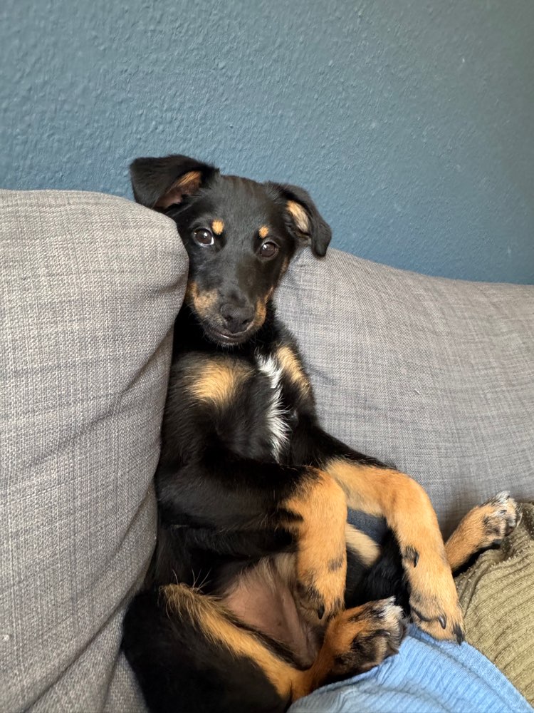 Hundetreffen-Social-Walk-Profilbild