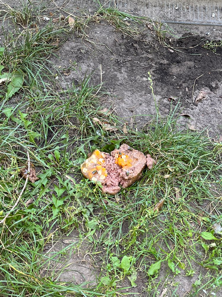 Giftköder-Komisches Hundefutter hinter Bank-Profilbild