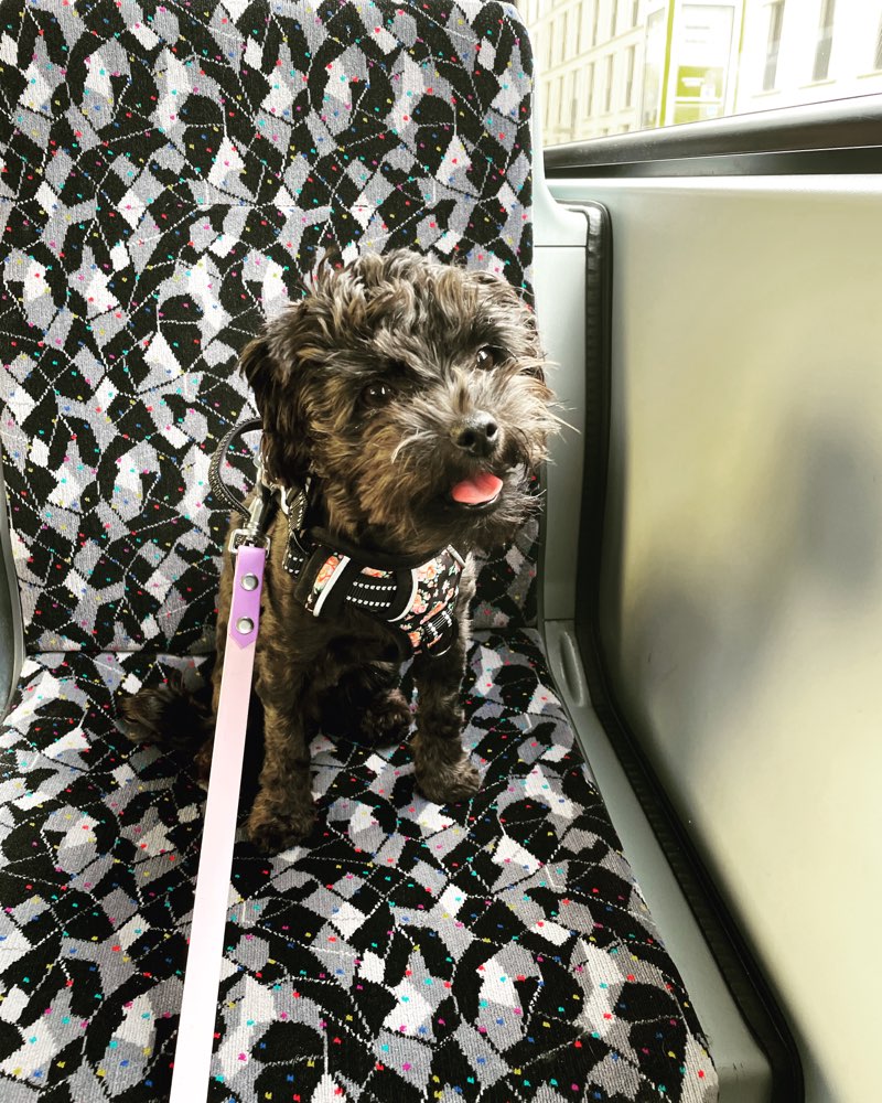 Hundetreffen-Gassirunde in Pankow oder Playdate-Profilbild