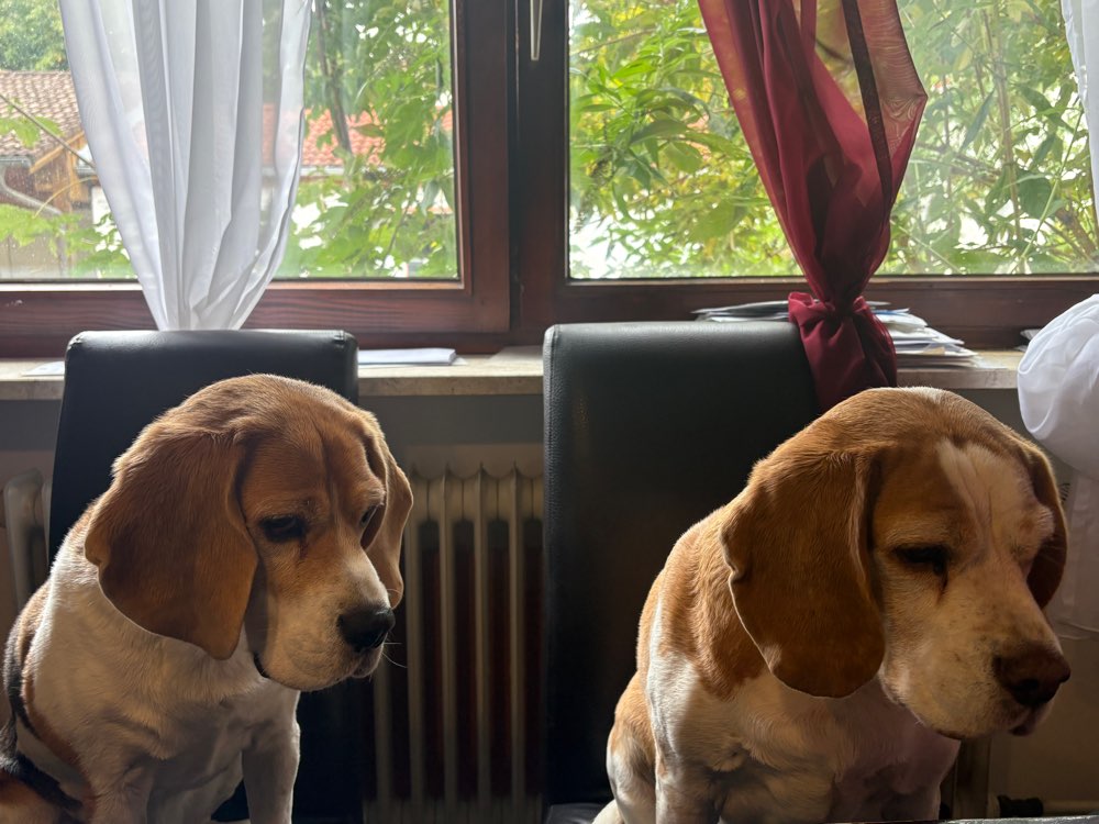 Hundetreffen-Hundetreffen mit Gassirunde-Profilbild