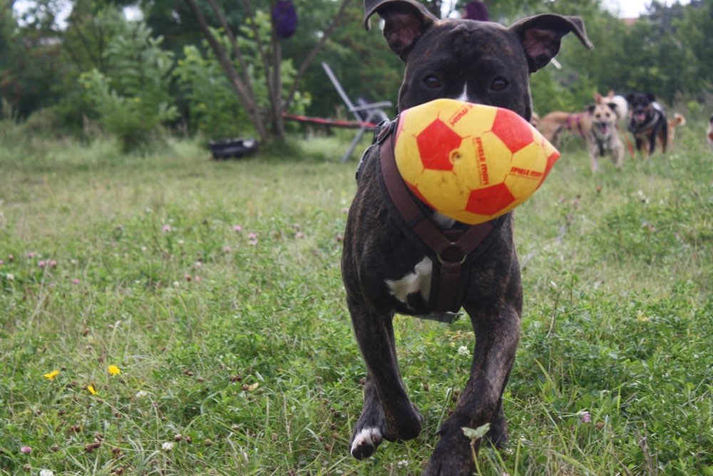 Hundetreffen-Banksy sucht Freunde :)-Profilbild