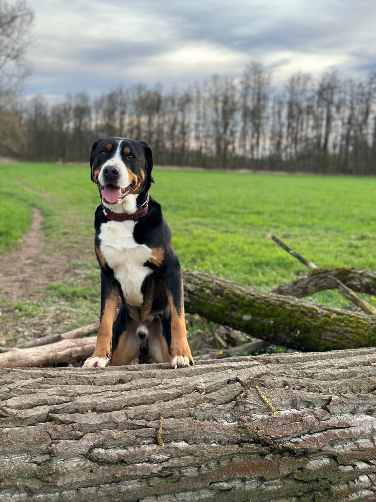 Hundetreffen-Spielkameraden gesucht-Profilbild