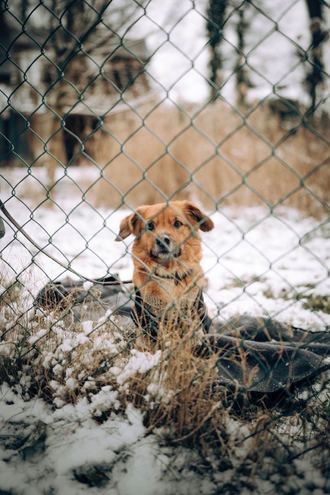 Hundetreffen-Dogsitter wöchentlich gesucht! (gern auch gegenseitig)-Profilbild