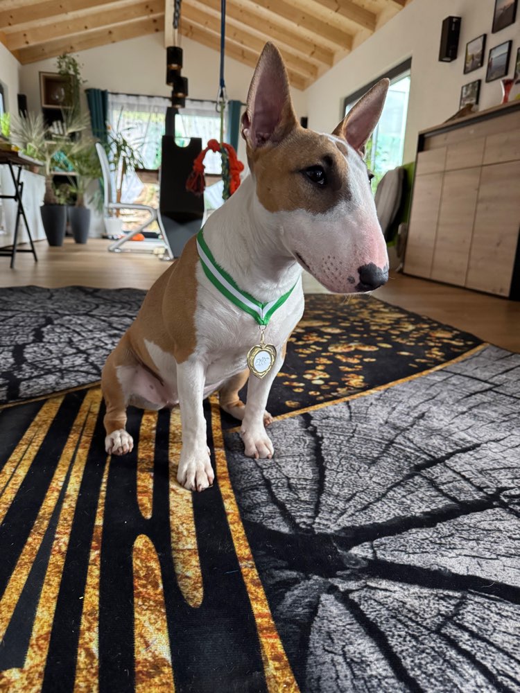 Hundetreffen-Gassi und Spiel Runden-Profilbild