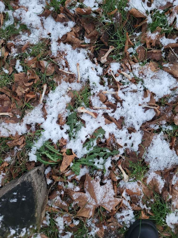 Giftköder-Knochenreste unter Laub-Profilbild