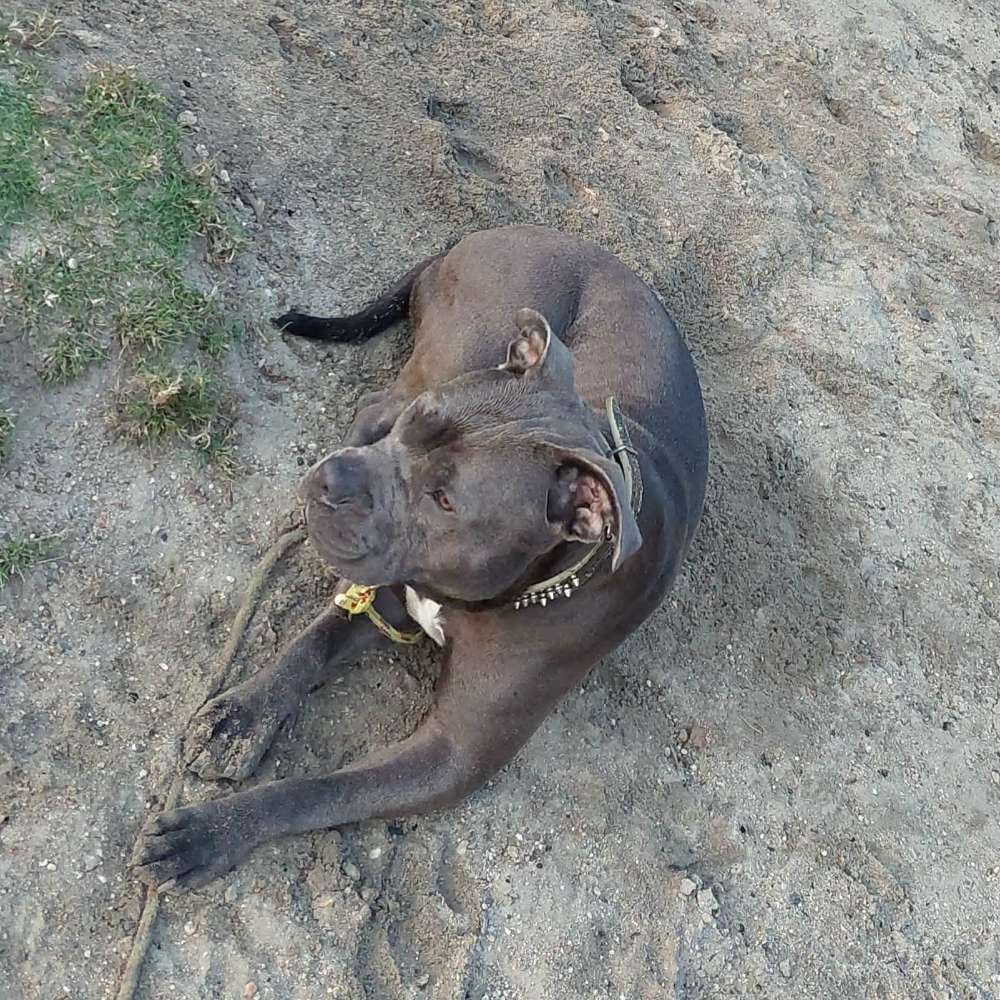 Hundetreffen-Spielkameraden gesucht-Profilbild