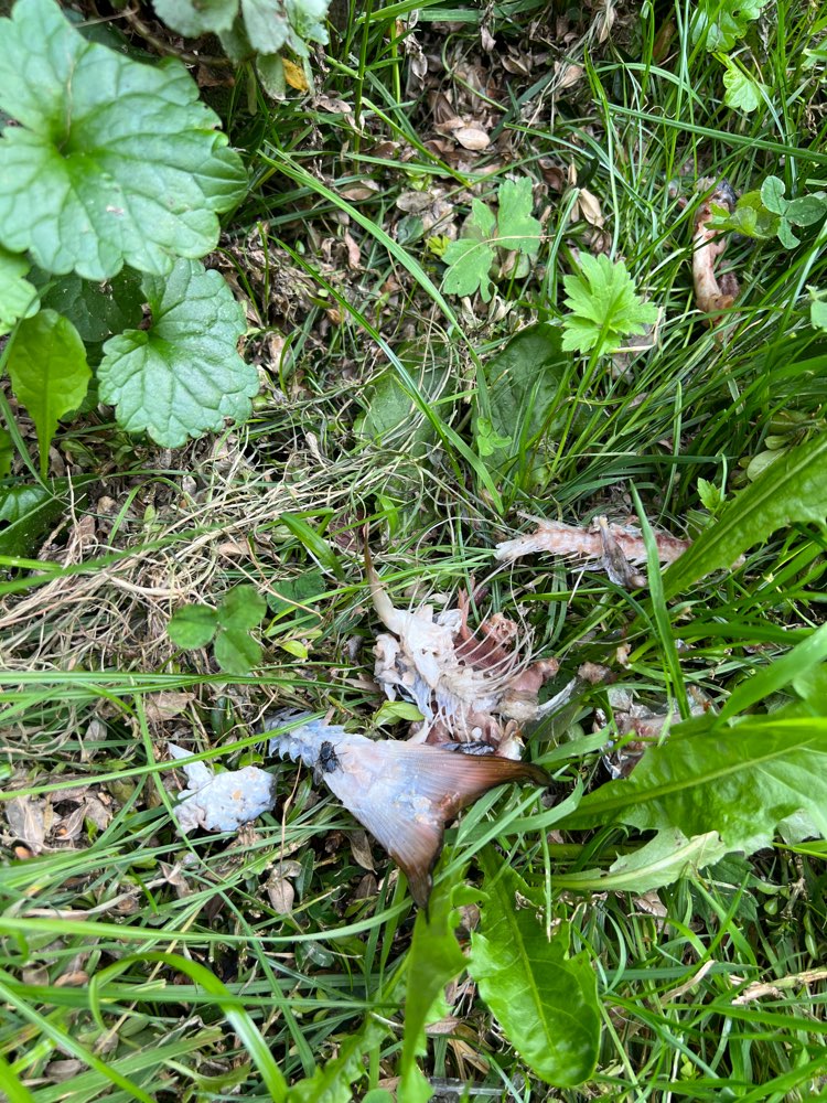 Giftköder-Möglicher Giftköder-Profilbild