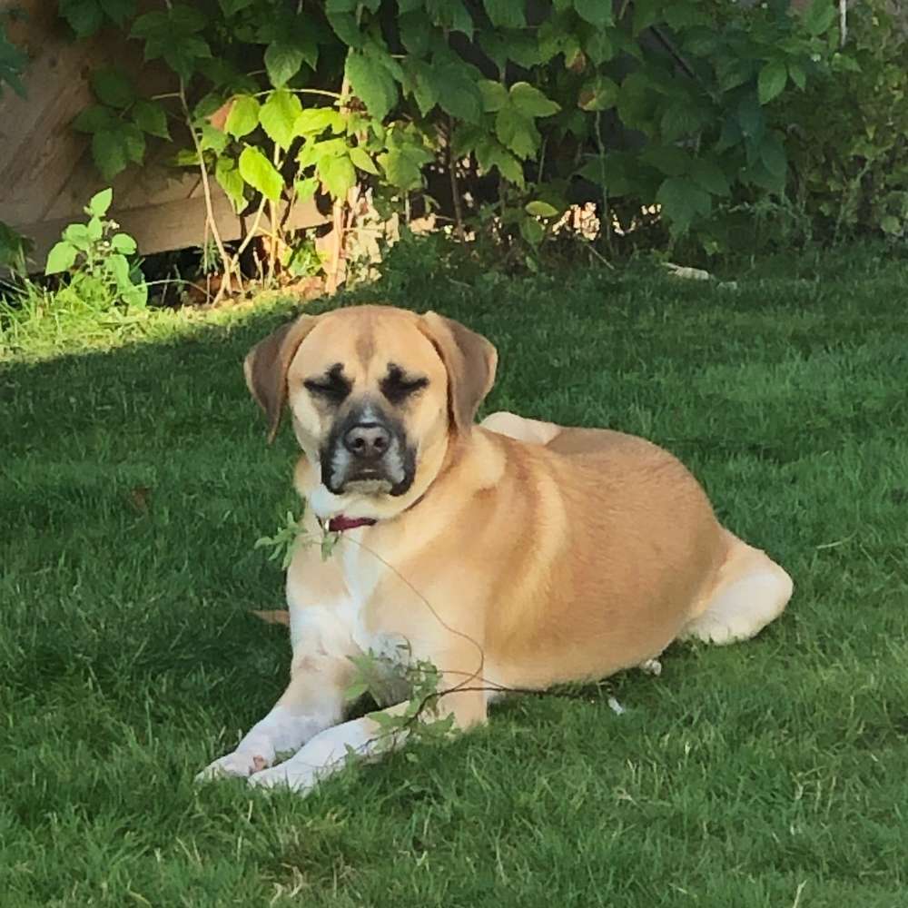 Hundetreffen-Treffen zum Spielen und Spazierengehen-Profilbild