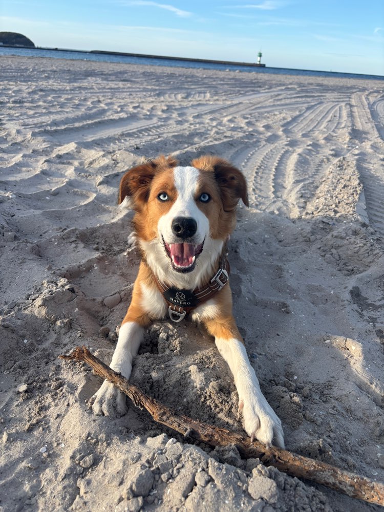 Hundetreffen-Border Collie sucht Spielfreund-Profilbild