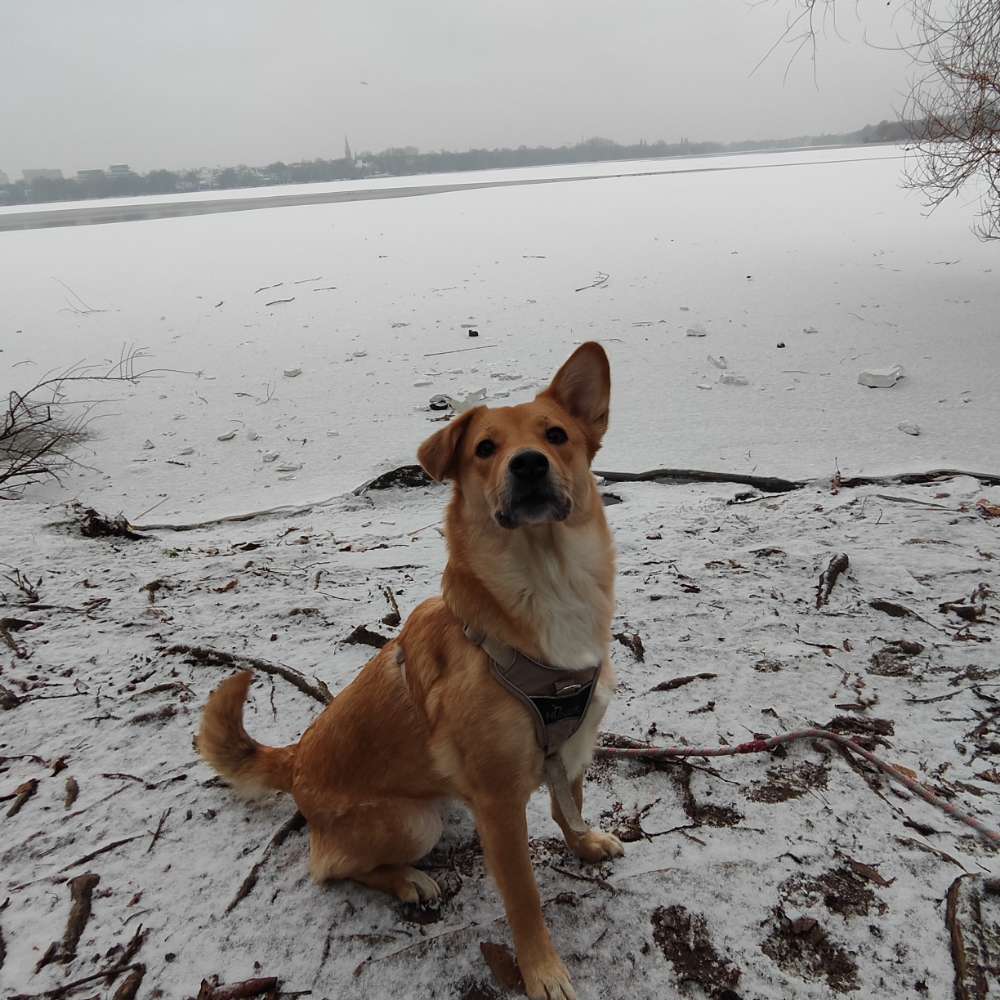 Hundetreffen-Spieletreffen-Profilbild