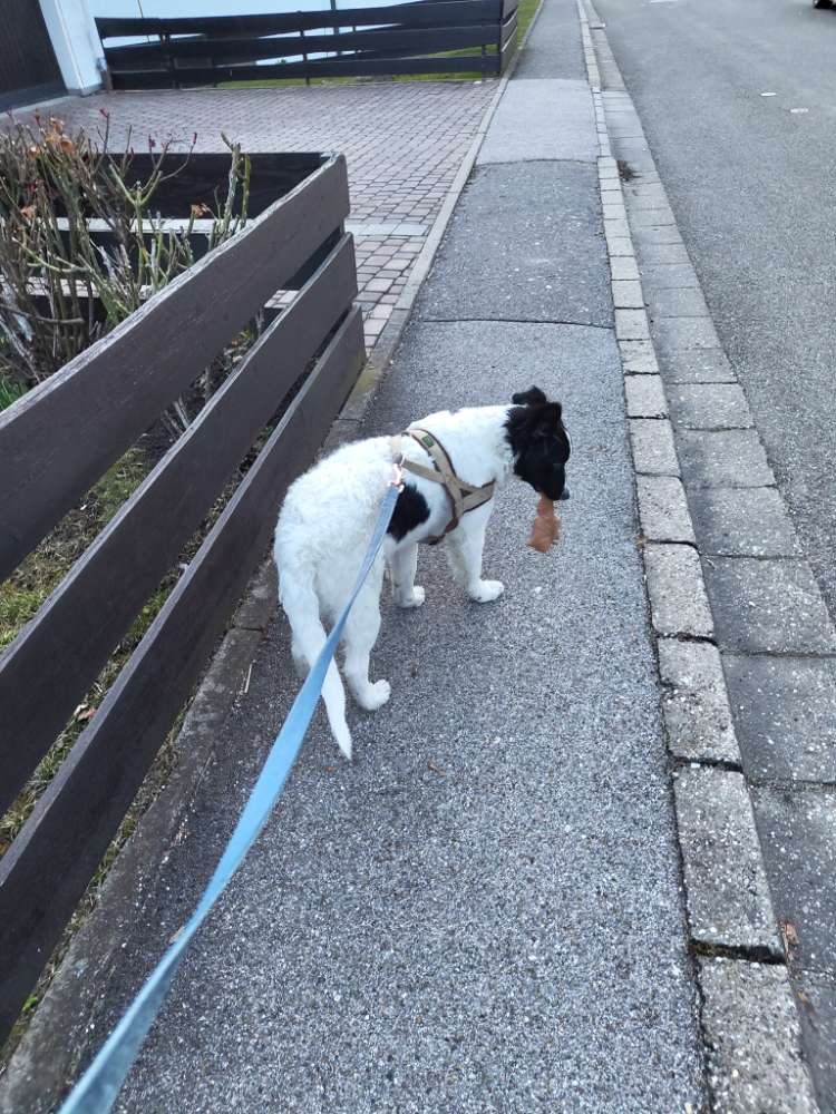 Hundetreffen-:) damit mein kleiner Milow ganz viele Freunde bekommt-Profilbild