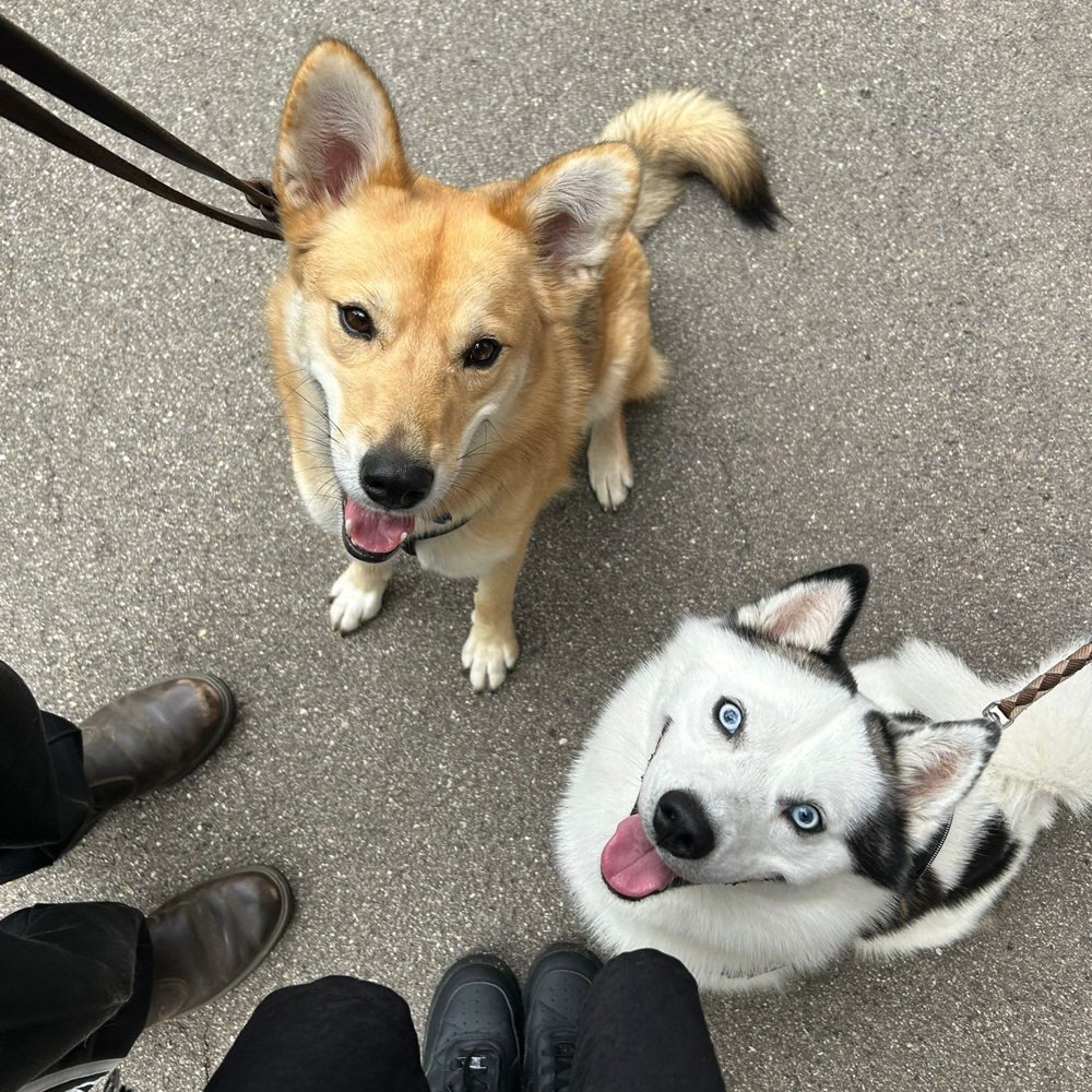 Hundetreffen-walkies / playdates / training-Profilbild