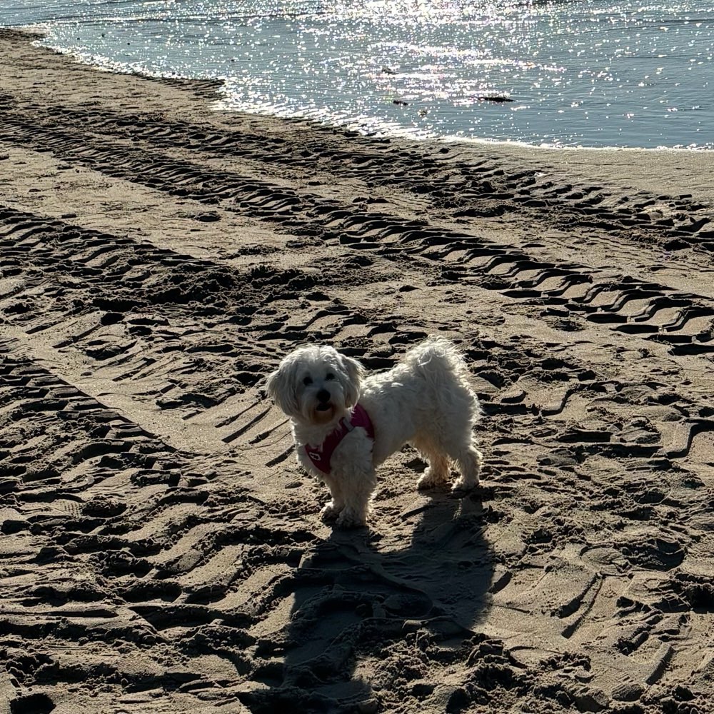 Hundetreffen-Spieltreff-Profilbild