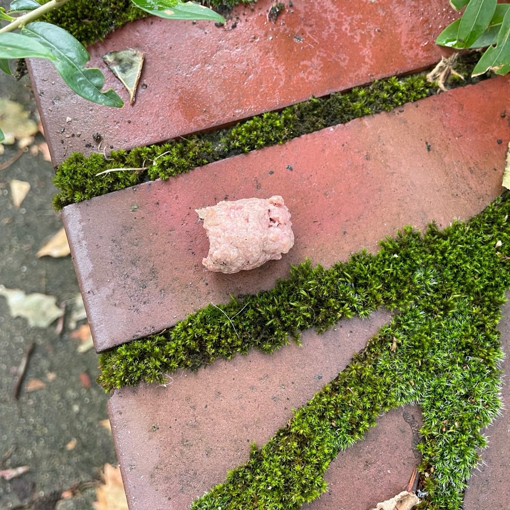 Fleischwurst unterm Laub in Hamburg – 8. Oktober 2024 – Dogorama App