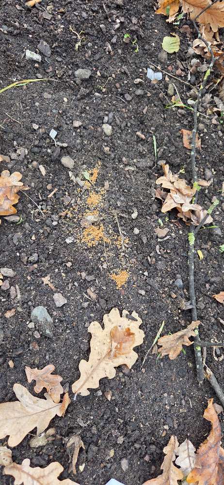 Giftköder-Vermutlich Rattengift o.Ä-Profilbild