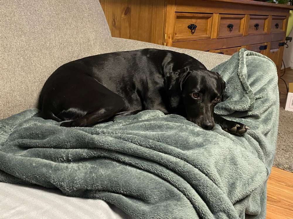 Hundetreffen-Spielende  Hundewiese Straubing-Profilbild