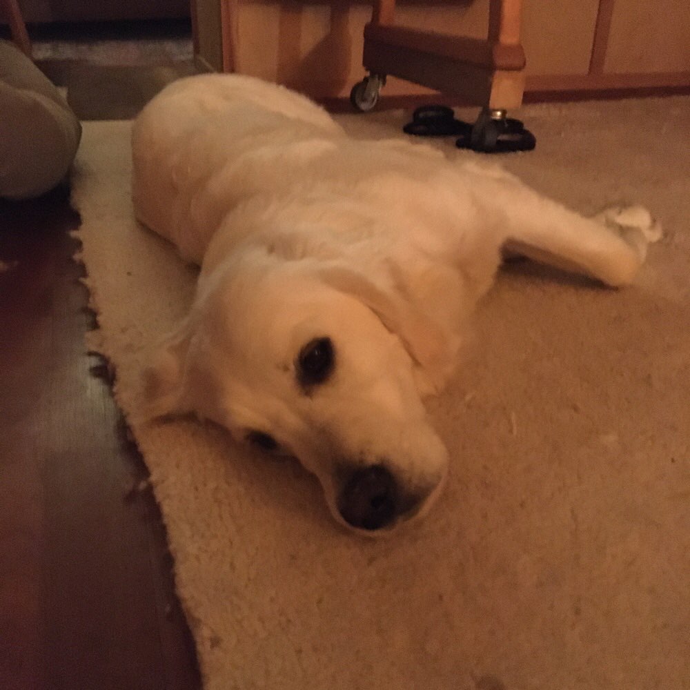 Hundetreffen-Spiel- und Gassigefährt/in gesucht 😃-Profilbild