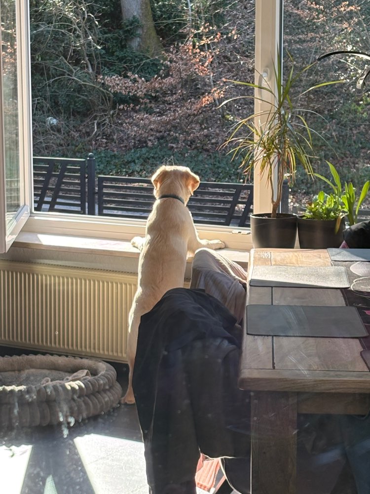 Hundetreffen-Spiel und Spaß im Hardautal-Profilbild