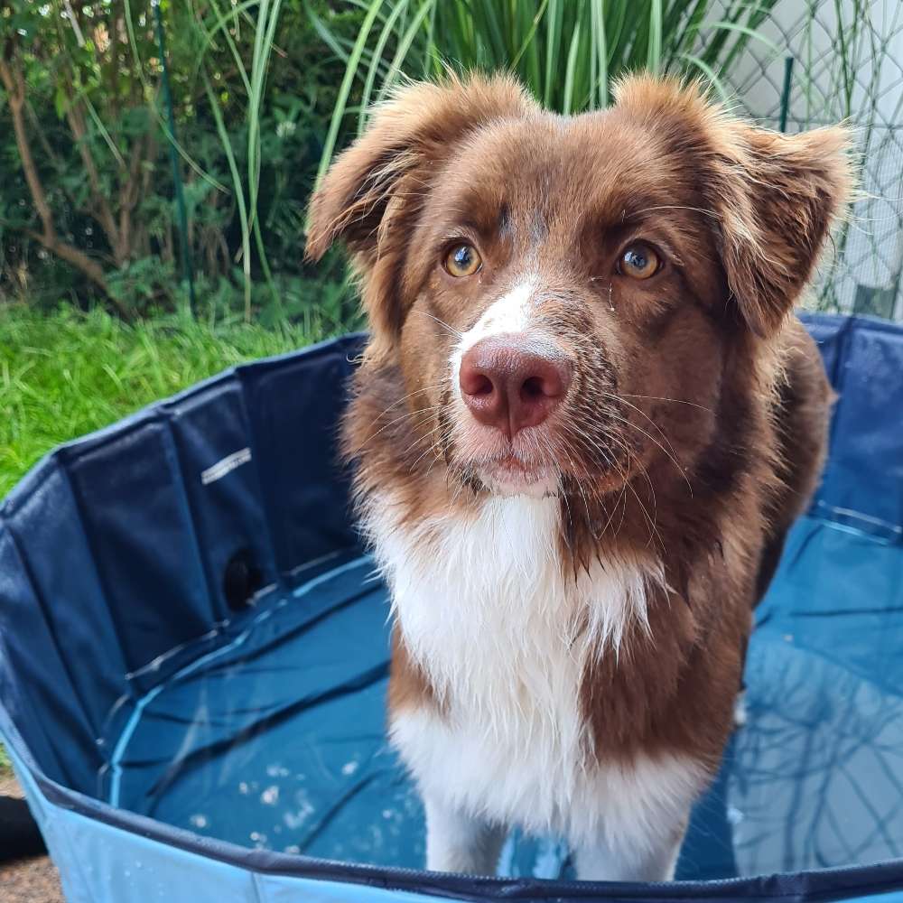 Hundetreffen-Welpentreff-Profilbild