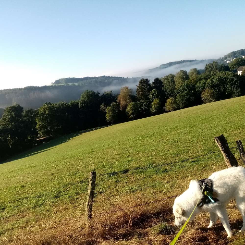 Hundetreffen-Aufenthalt bei freundlichem Hund im großen Garten-Profilbild