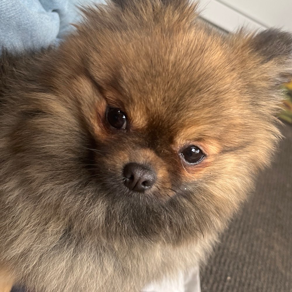 Hundetreffen-Treffen mit spitz Falkenberg-Profilbild