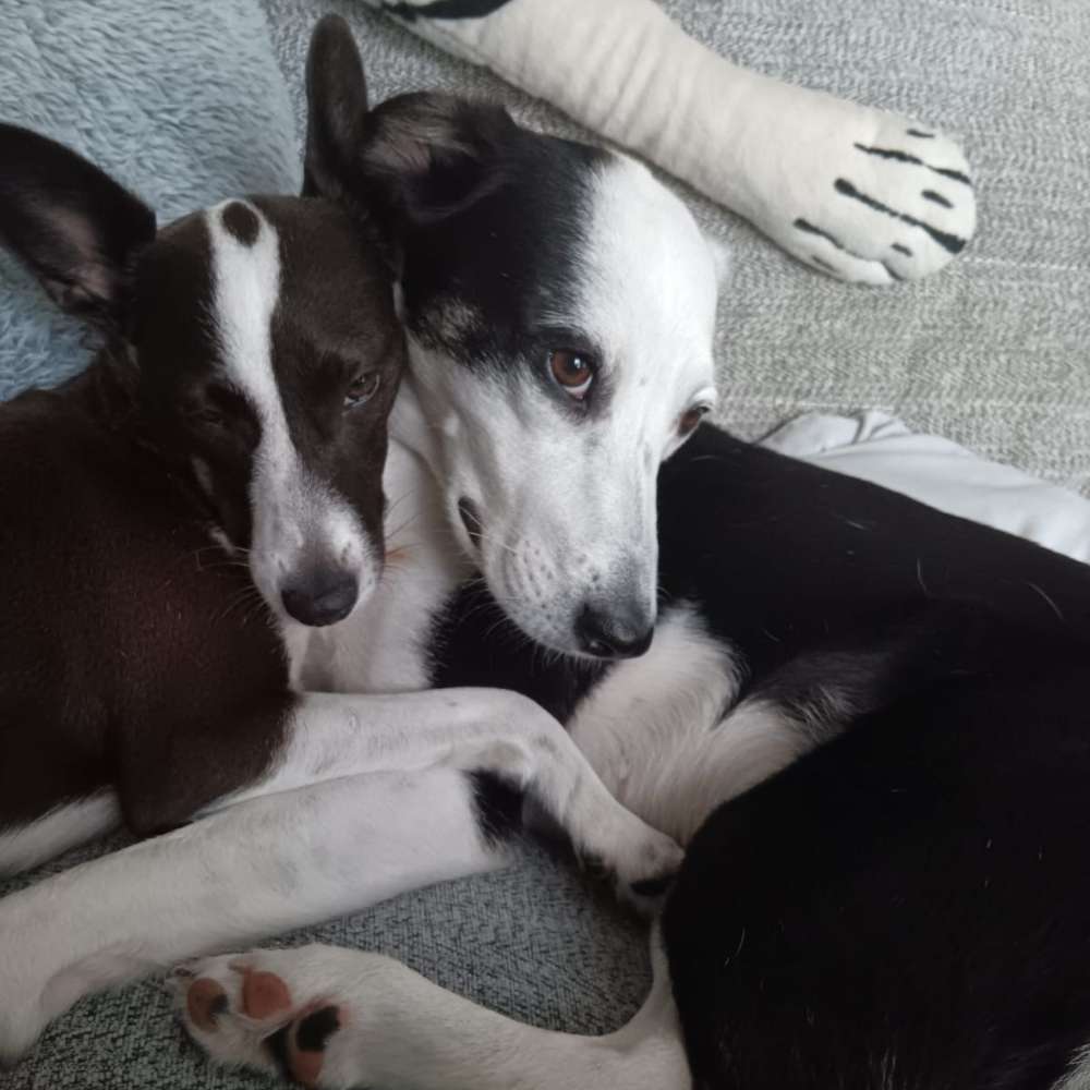 Hundetreffen-Gemeinsame Spaziergang am Rhein-Profilbild