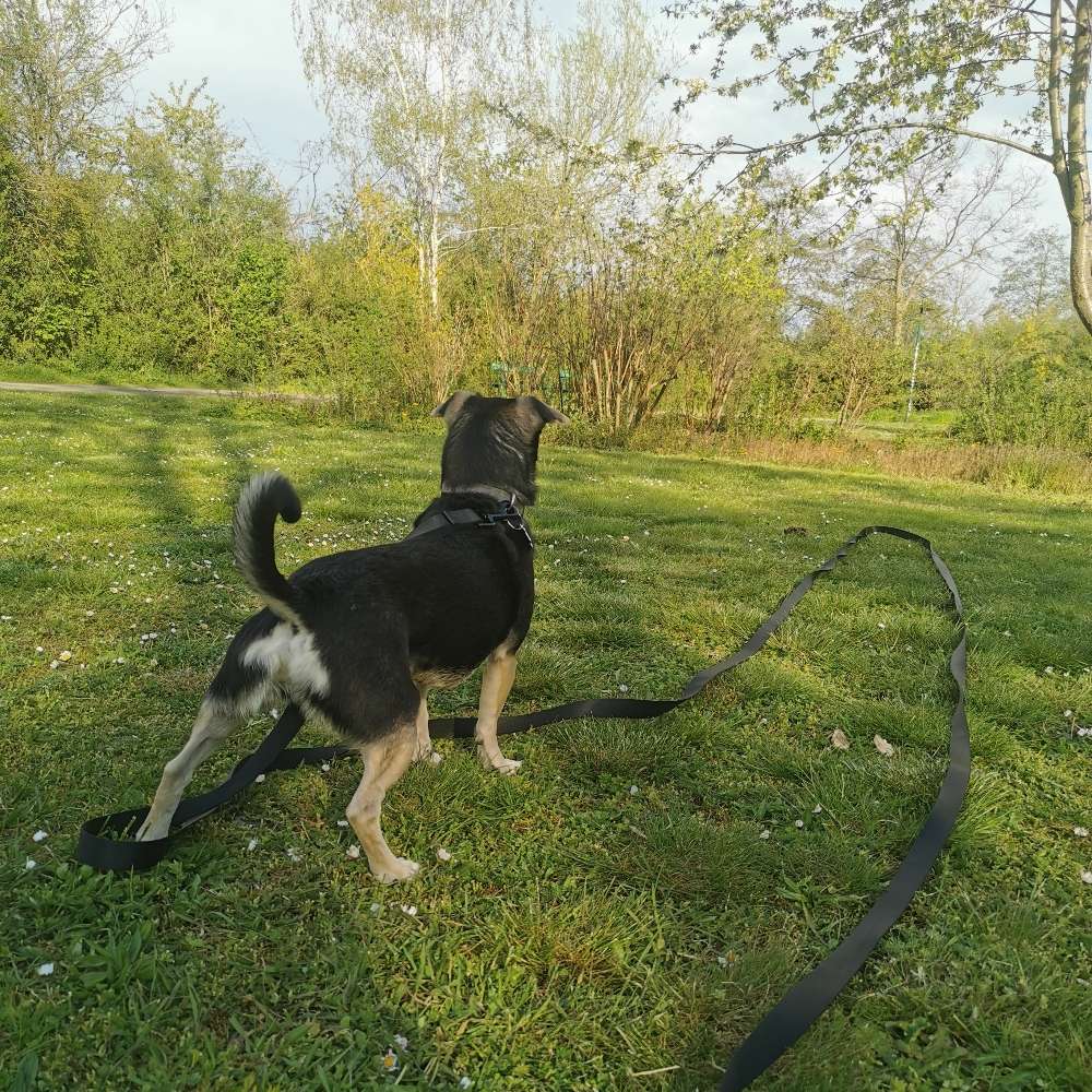 Hundetreffen-Gassirunde und Sozialisierung-Profilbild