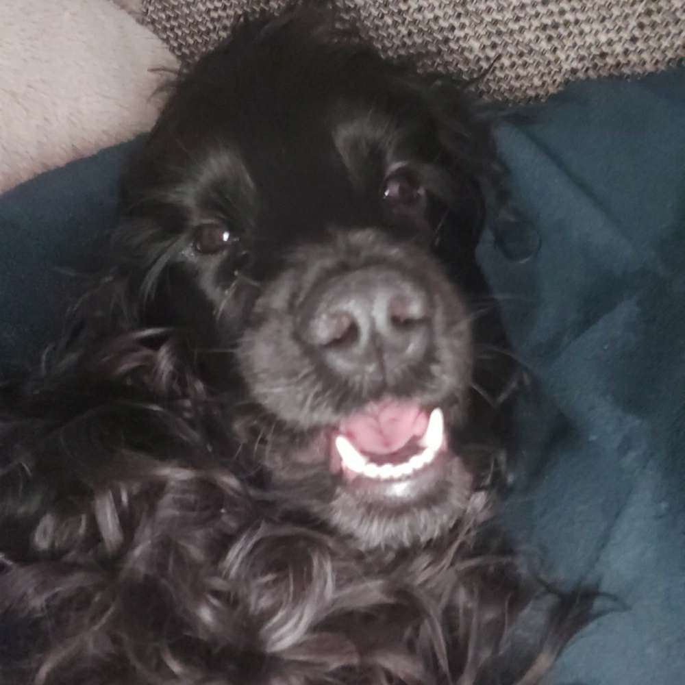 Hundetreffen-Welpentreff-Profilbild