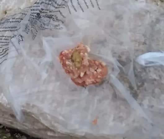 Giftköder-Giftköder-Profilbild