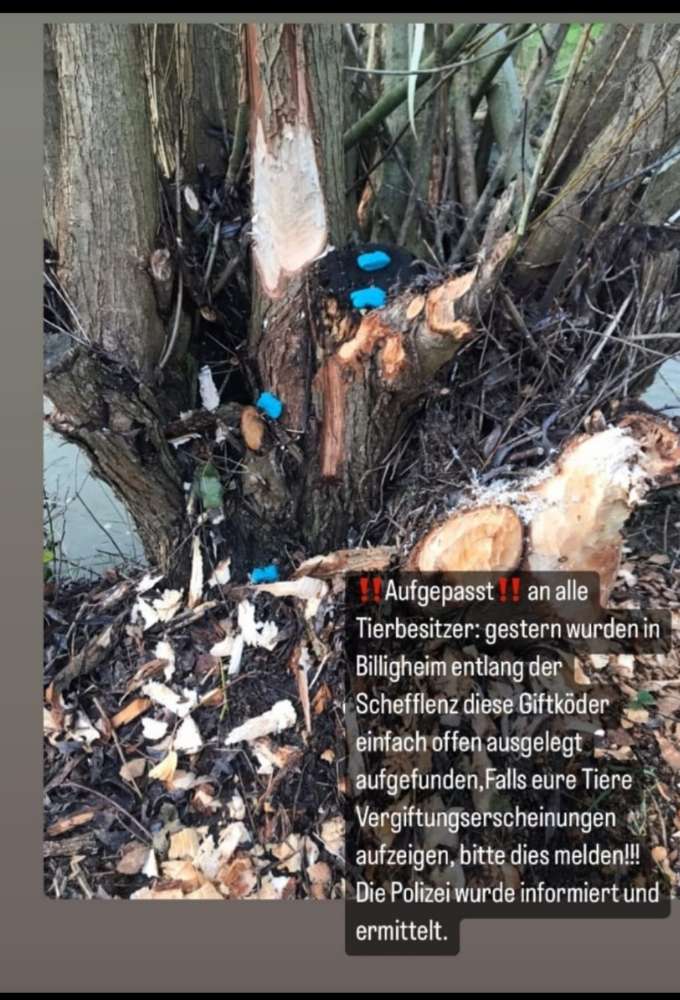 Giftköder-Giftköder-Profilbild