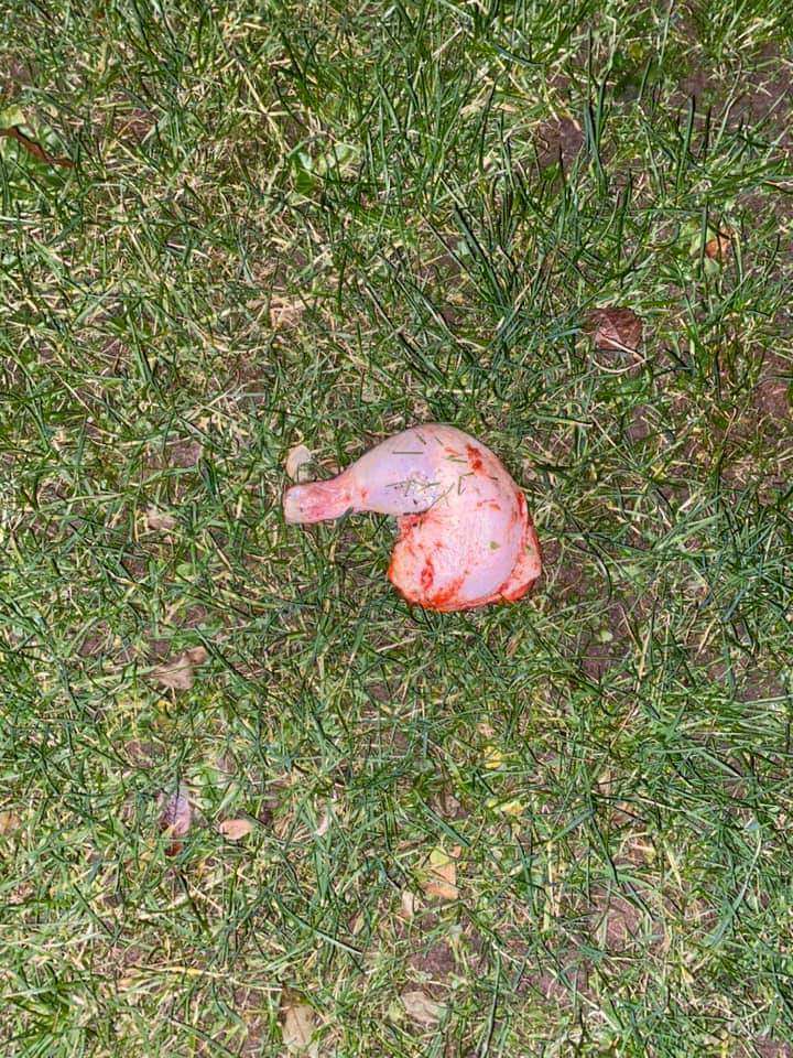 Giftköder-Fleischabfälle auf dem Rasen-Profilbild